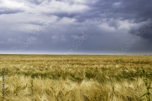 storm dark clouds over field of wheat  