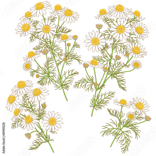 Wild Chamomile Bunches Set.
