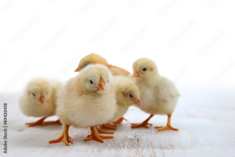Yellow chickens Yellow chickens