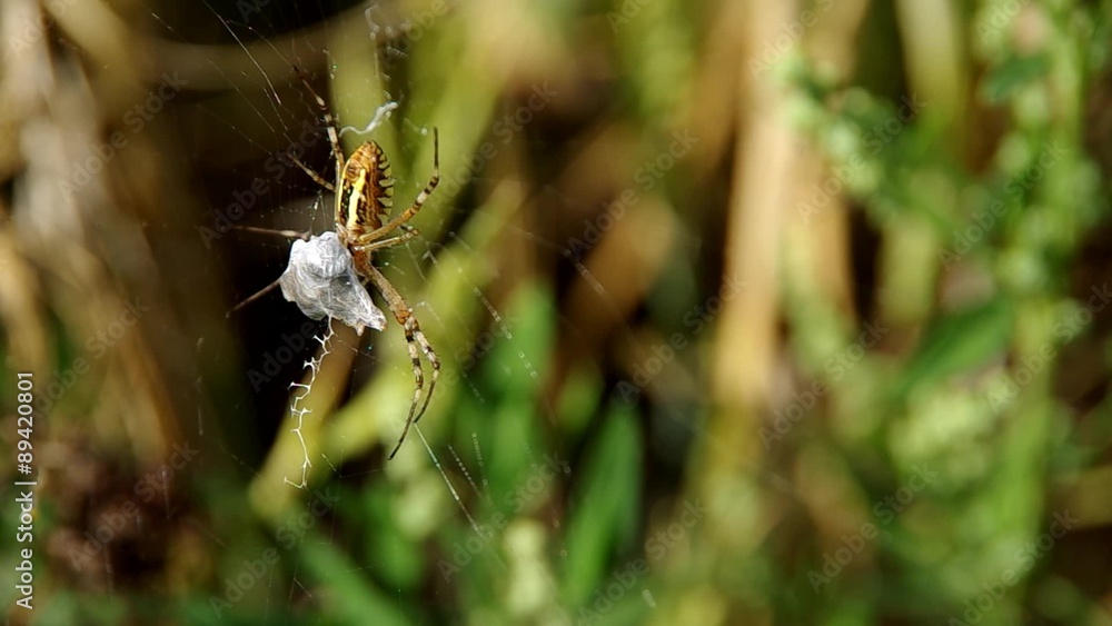 Wasp spider argiope bruennichi and his catch
Wasp spider argiope bruennichi and his catch