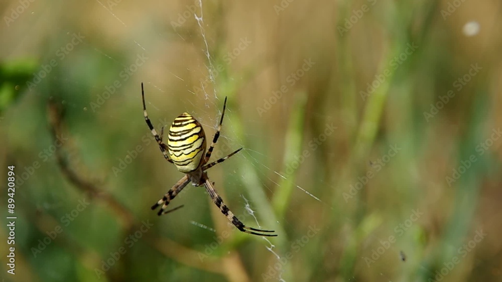 Wasp spider argiope bruennichi on green background
Wasp spider argiope bruennichi on green background
