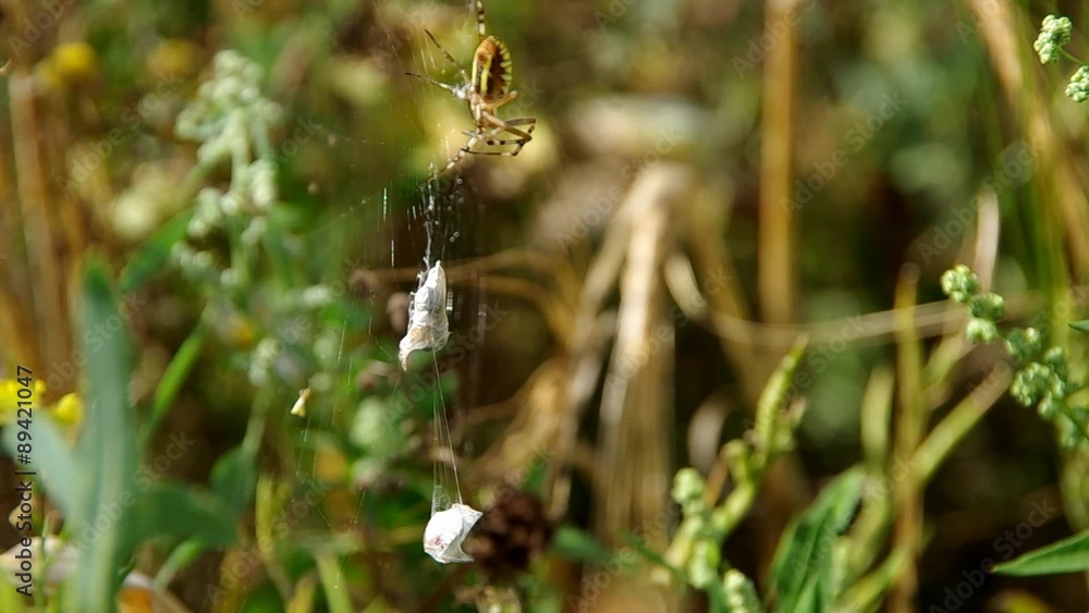Wasp spider argiope bruennichi and his catch
Wasp spider argiope bruennichi and his catch