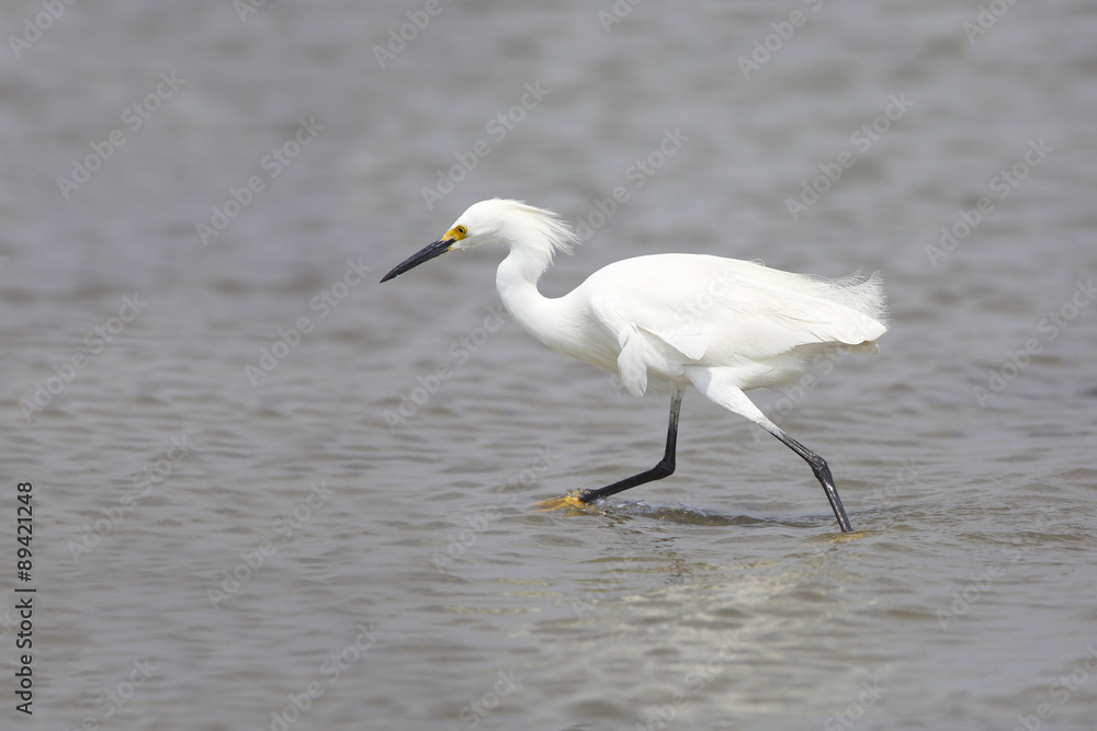 Snowy Egret (Egretta thula) in Breeding Plumage Foraging in Galveston Bay, Texas Snowy Egret (Egretta thula) in Breeding Plumage Foraging in Galveston Bay, Texas