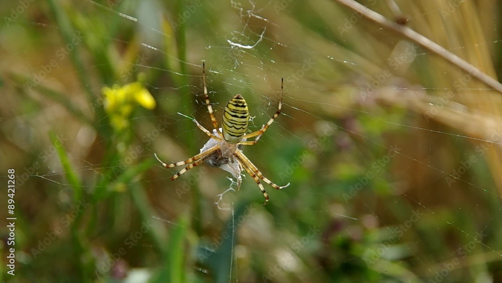 Wasp spider argiope bruennichi and his catch
Wasp spider argiope bruennichi and his catch