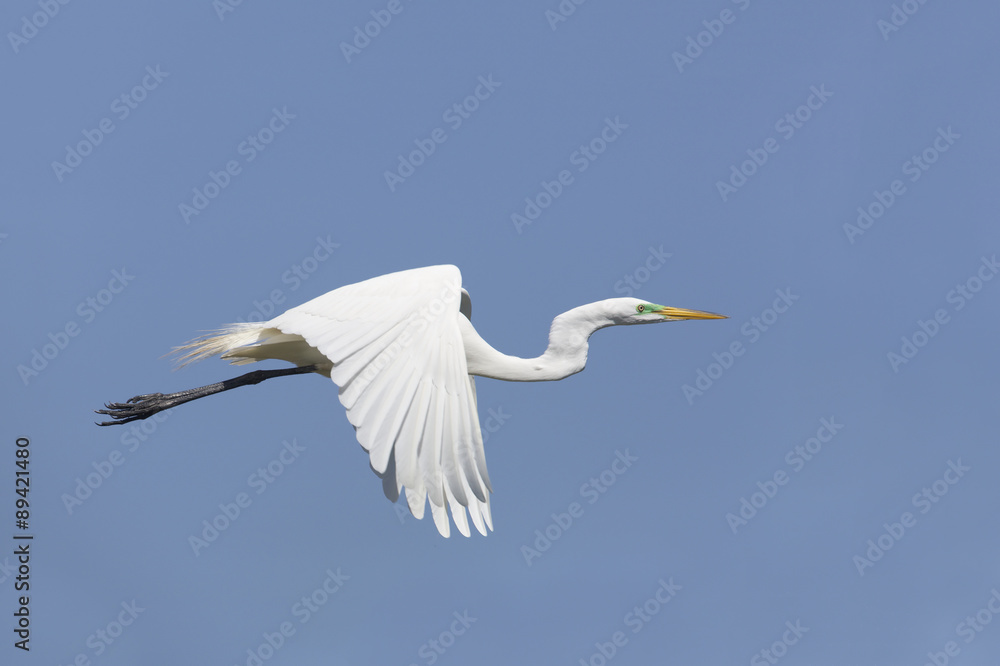 Great Egret (Ardea alba) in Breeding Plumage Taking Flight - High Island, Texas Great Egret (Ardea alba) in Breeding Plumage Taking Flight - High Island, Texas