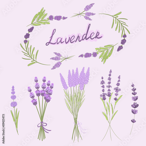 Fototapeta Naklejka Na Ścianę i Meble -  Hand drawn vector illustration of lavender