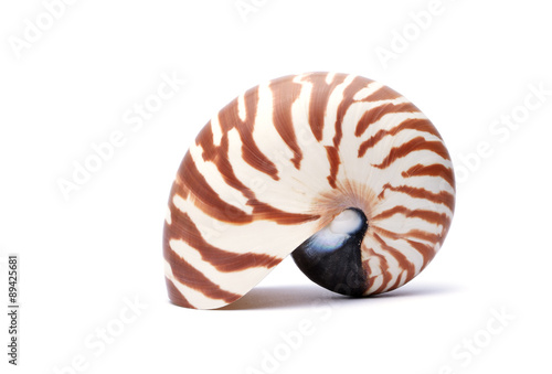 Nautillus shell on white background