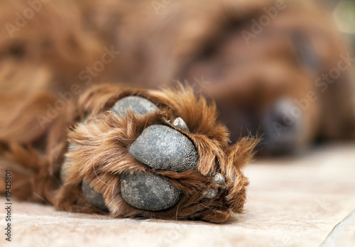 Paw of a cute lazy dog photo