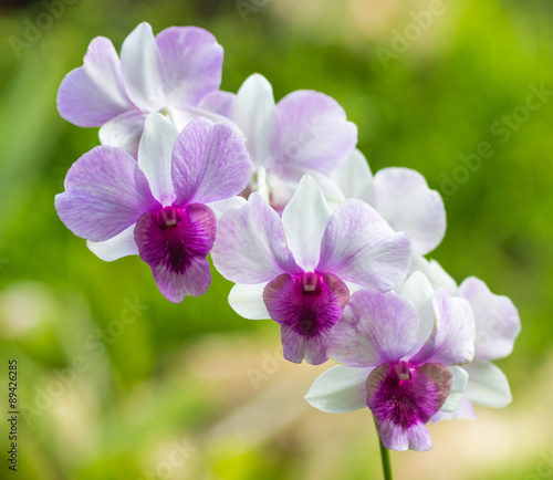 pink with purple and white orchid flowers