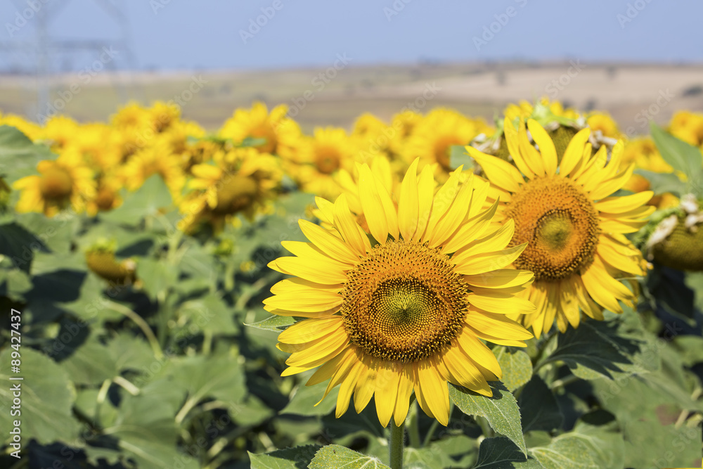 Fototapeta premium Ayçiçeği