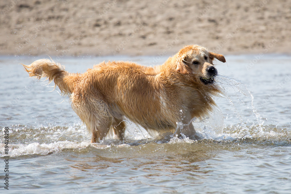 Hund am Strand Hund am Strand