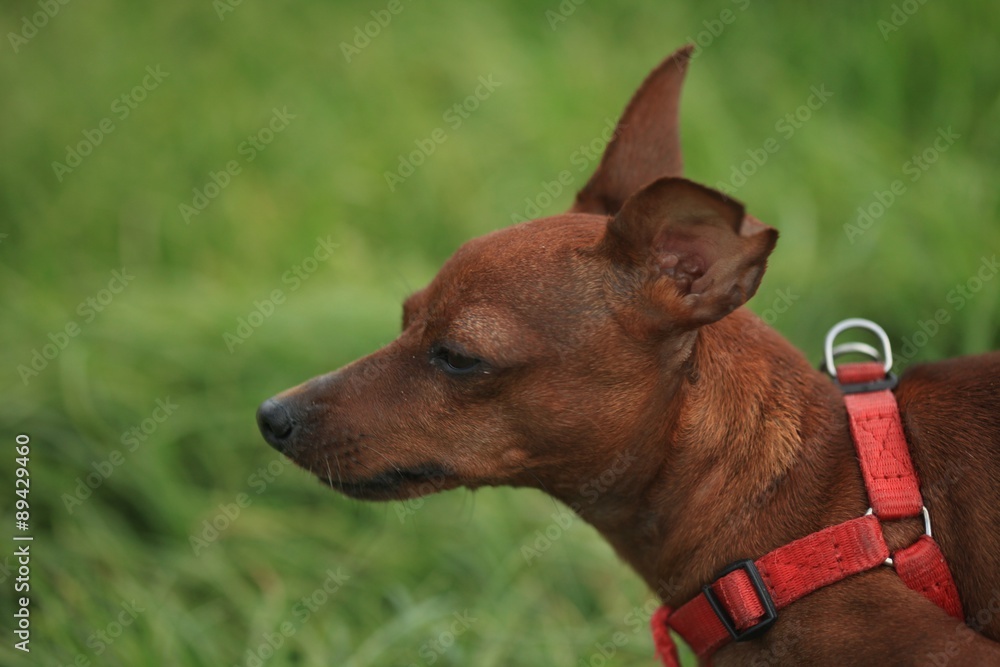 small dog small dog