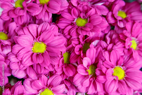 background  group bright cerise pink flowers