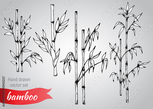Vector set of hand drawn bamboo branches