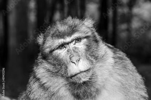 Emotional close-up portrait of mocaco monkey photo