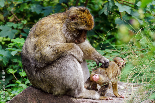 Macaco monkey baby in the natural forest photo