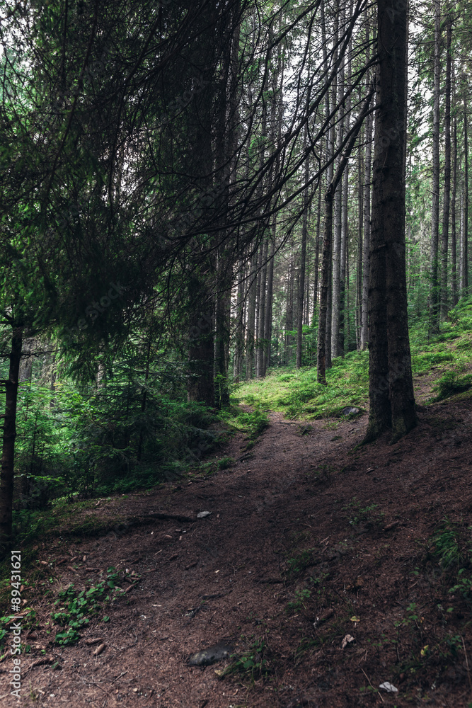 Fototapeta premium pine forest in the Carpathians