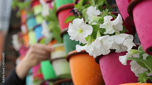 Wallpaper Mural The gardener decorates the wall of the house with pots of flowers. Torontodigital.ca