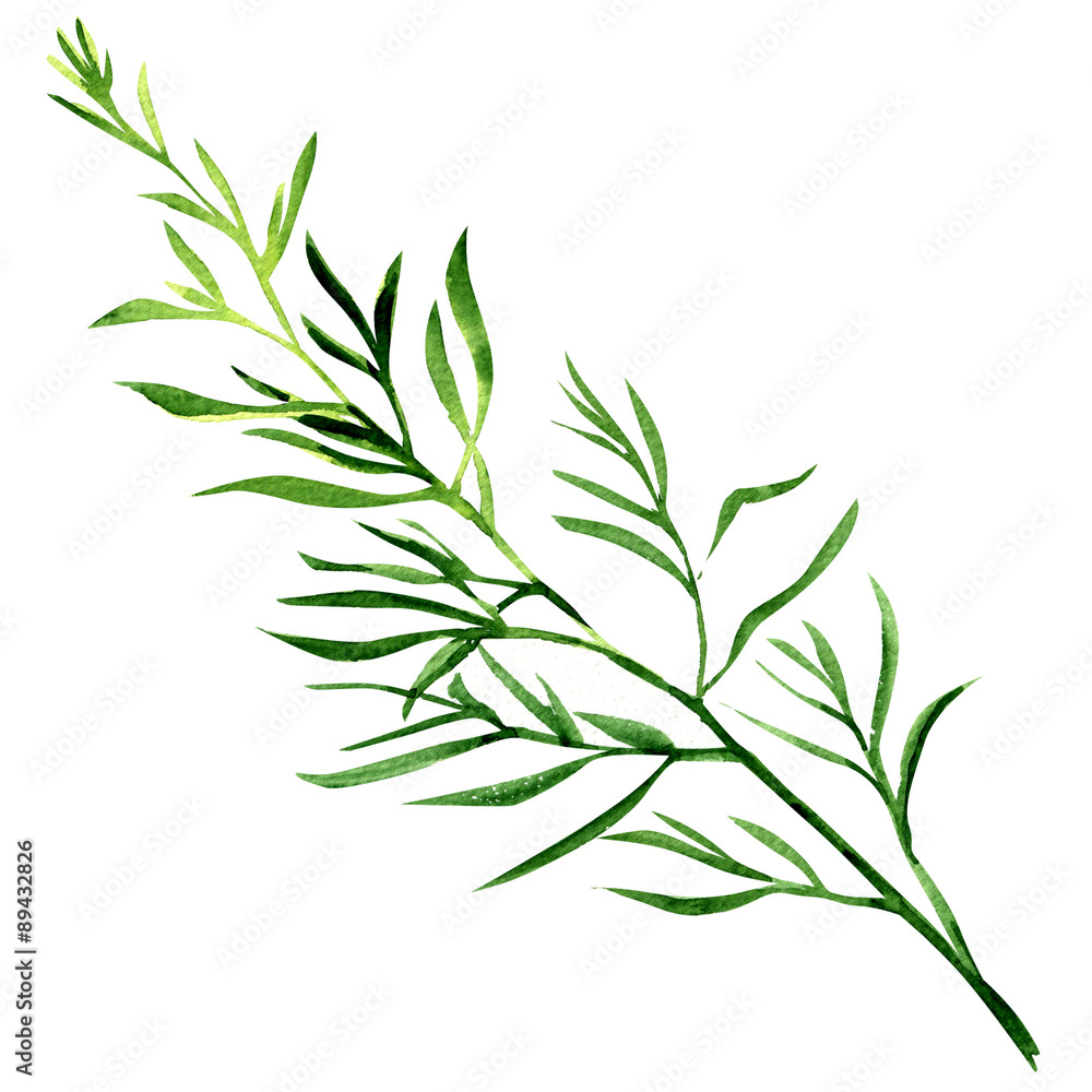 fresh tarragon herb isolated on a white background - obrazy, fototapety, plakaty 