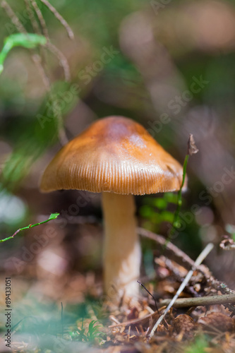 poisonous mushroom closeup © Olexandr