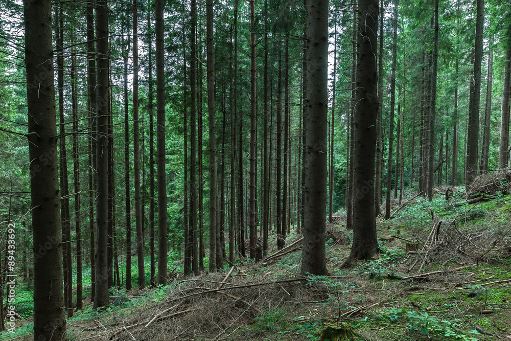 Naklejka premium pine forest