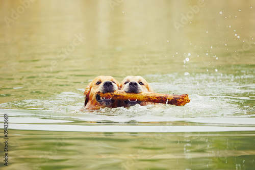 Canvastavla Two dogs in lake
