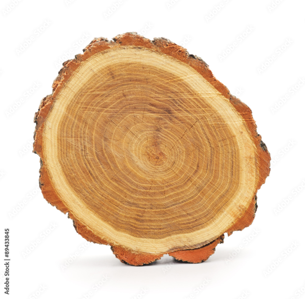 Trunk of the tree. Trunk of the tree.