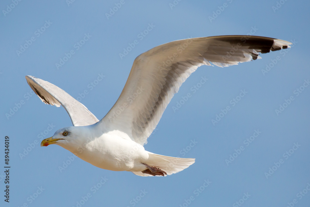 Möwe Möwe