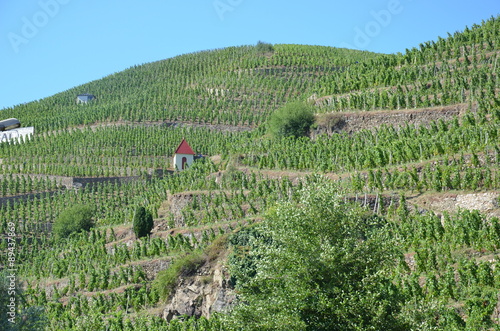 Vigne côte-rôtie ( AOC ) grand cru Rhône - Vignoble photo