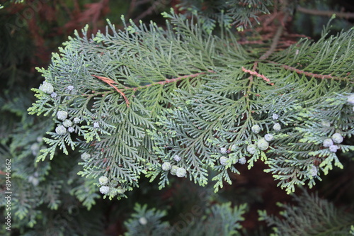 Hemlock green tree 7878