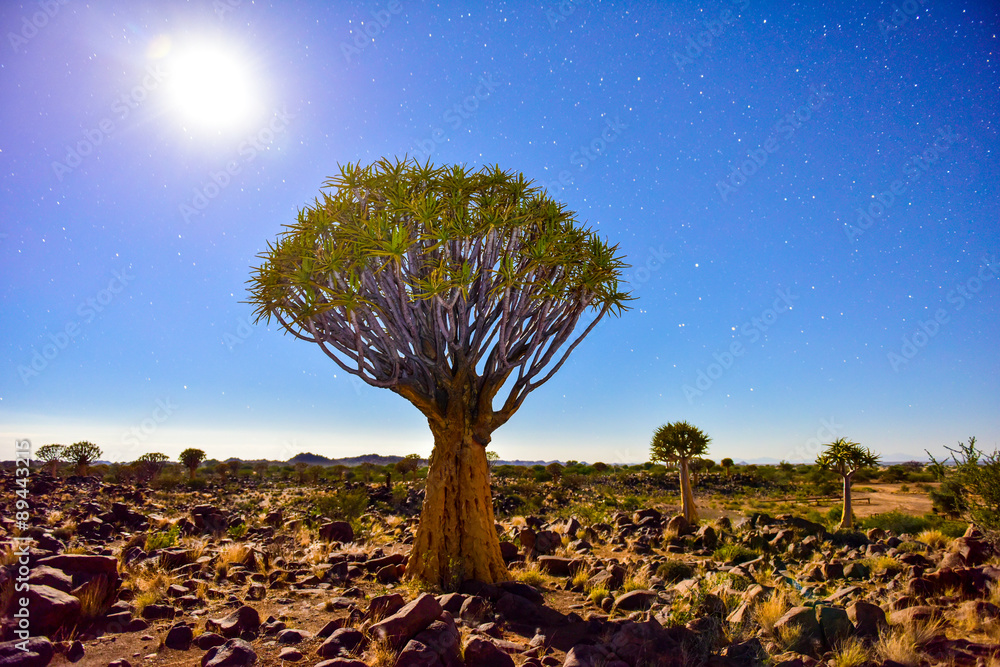 Naklejka premium Quiver Tree Forest - Nambia