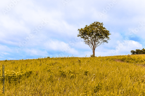 Orange lonely tree on blue sky
