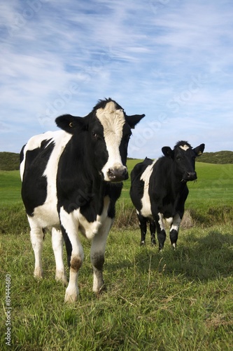 Two cows in a field © superfood