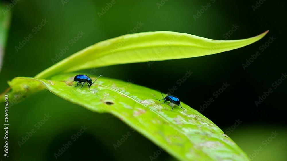 two Vegetable flea beetle are eating the green leaf two Vegetable flea beetle are eating the green leaf