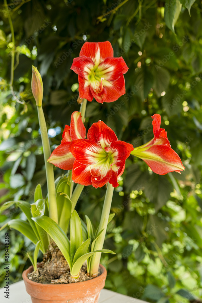 amaryllis hippeastrum ,   big red lily