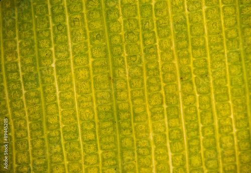 Fototapeta Naklejka Na Ścianę i Meble -  Stomata in the plant leaf