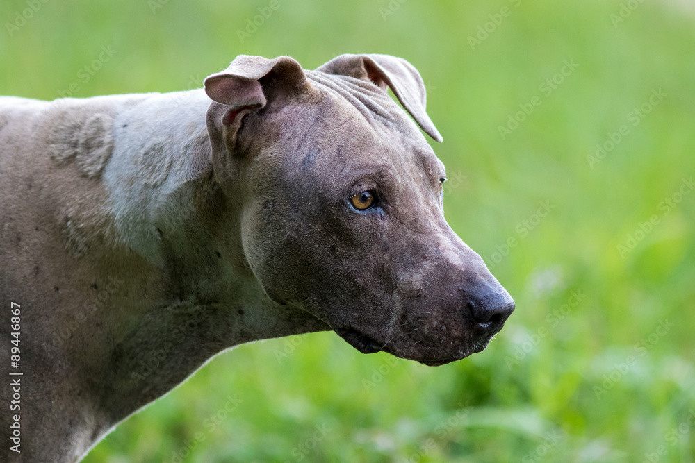 Obraz premium The dog
