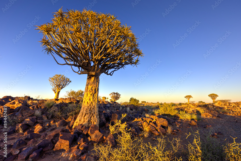 Naklejka premium Quiver Tree Forest - Nambia