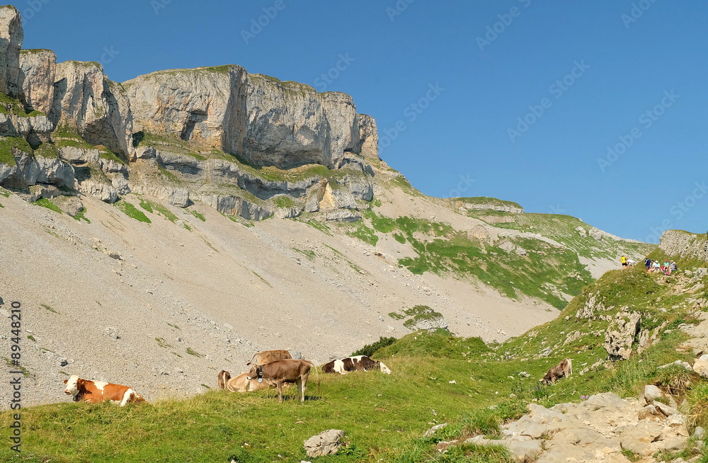 Kühe am hohen Ifen Kleinwalsertal auf der Sommerweide