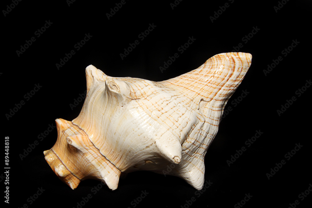 Closeup of sea shell , photographed against black background Closeup of sea shell , photographed against black background