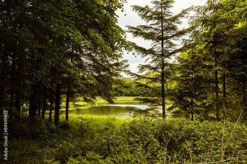 Teich im Schönhorster Gehege