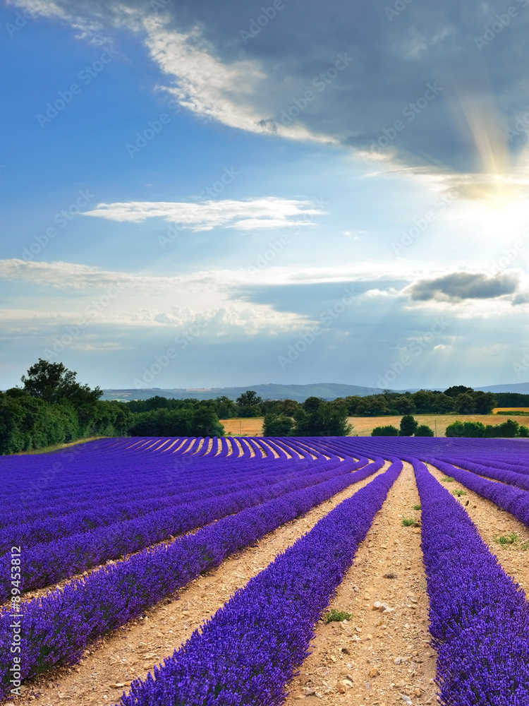 Lavender field, Provence