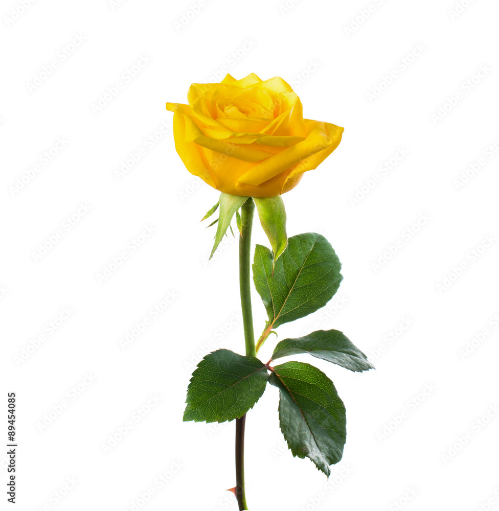 Naklejka premium pojedyncza piękna żółta róża