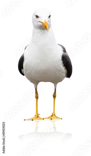 Icelandic gull, Larus glaucoides, isolated on white