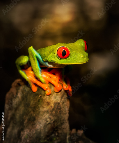 Red-eyed Green Tree Frog