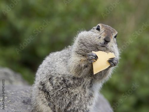 Gopher eating a piece of cheese