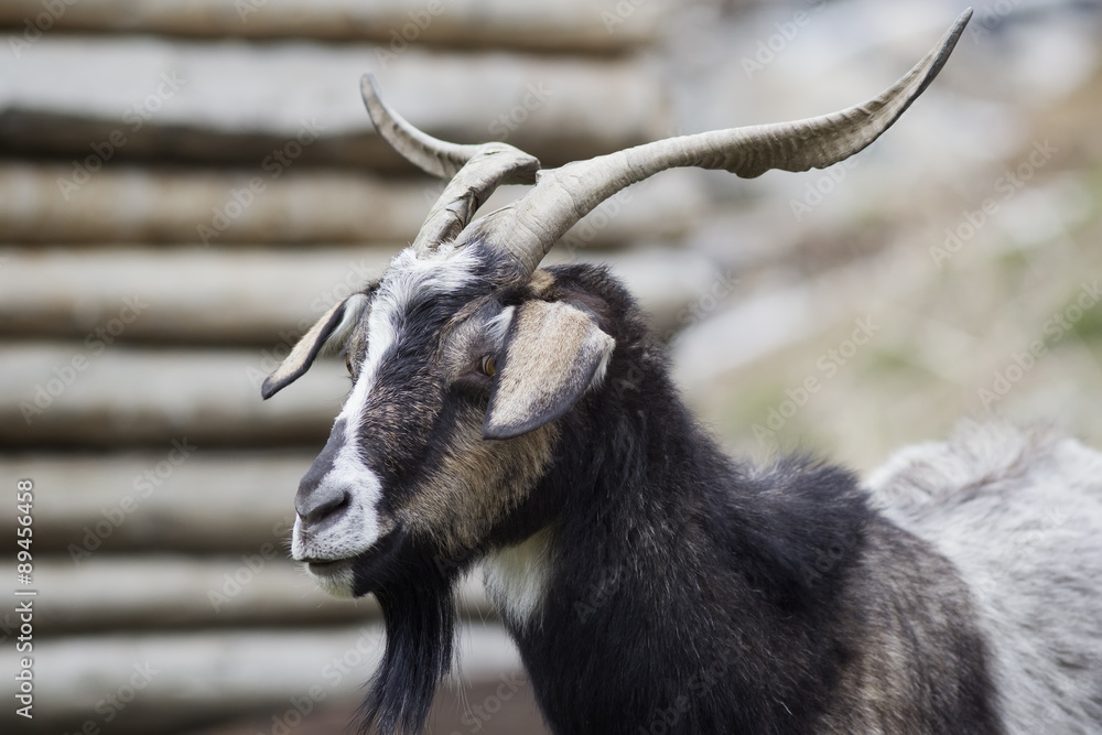 Portrait of a black goat