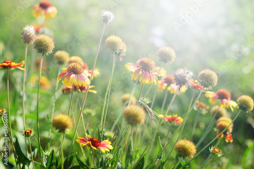 Gaillardia or blanket flowers in sunny day © Anatoliy Sadovskiy