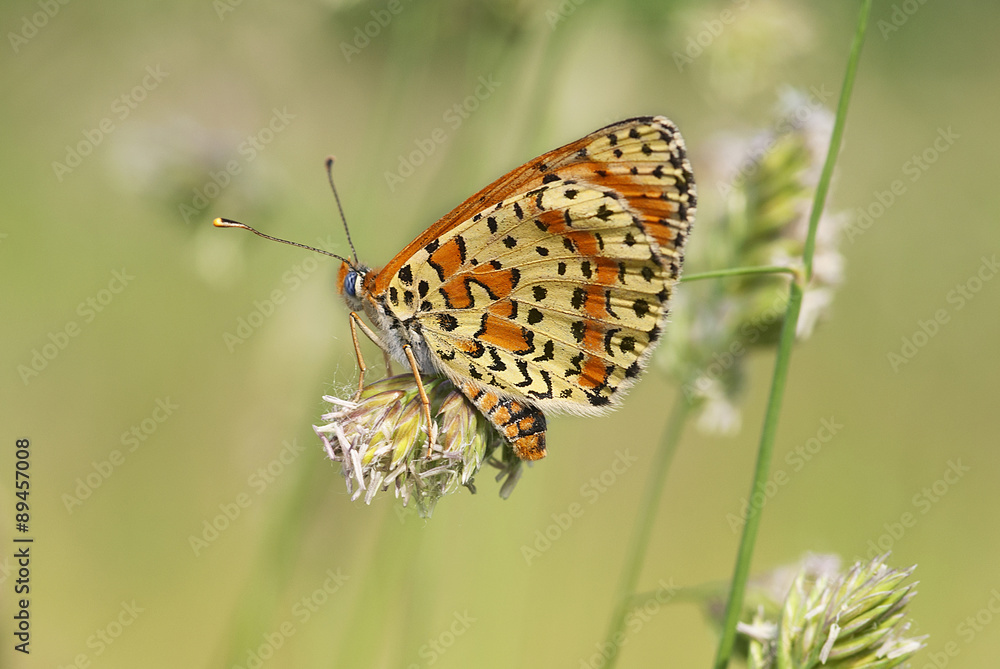 Obraz premium farfalla sul fiore