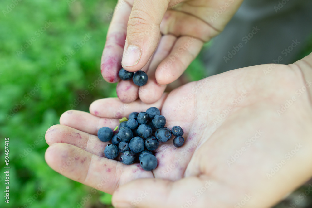 Close-up image of ripe freshly picked wild blueberries in woman’s hands. Lady’s fingers slightly stained blue from picking organic blueberries in summer forest. Berry bushes on blurry background. Close-up image of ripe freshly picked wild blueberries in woman’s hands. Lady’s fingers slightly stained blue from picking organic blueberries in summer forest. Berry bushes on blurry background.